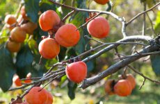 Водка из Хурмы