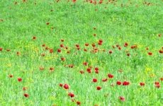 Май, одно из лучших времен года для поездки в Грузию.